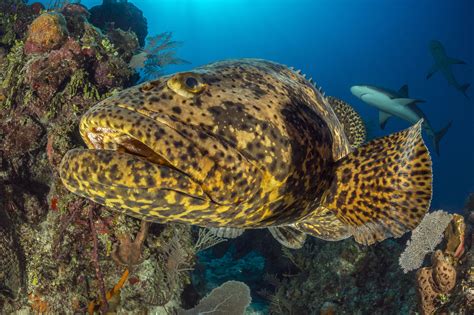 Common Reef Fish of Florida and the Caribbean .
